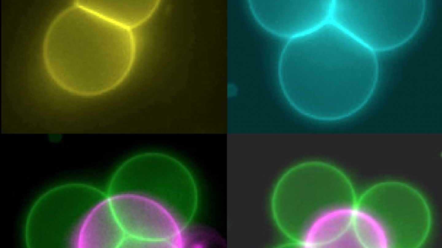 Células artificiales formando estructuras