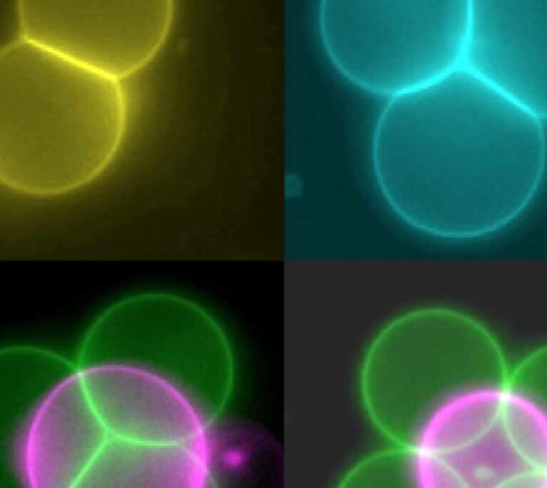 Células artificiales, más cerca de construir tejidos
