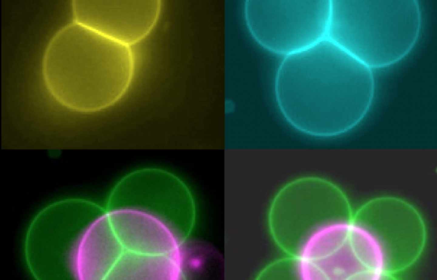 Células artificiales formando estructuras