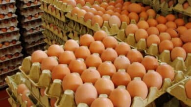 Retirados 13.500 huevos de restaurantes  de Vizcaya tras 40 casos de salmonelosis