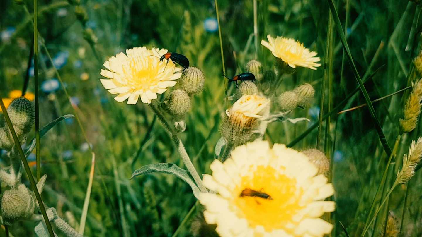 Las flores emparentadas se coordinan para atraer a inectos polinizadores