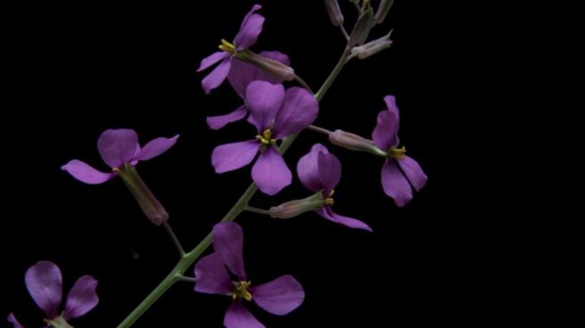 Flor de la moricandia o berza violeta Flor de la moricandia o berza violeta
