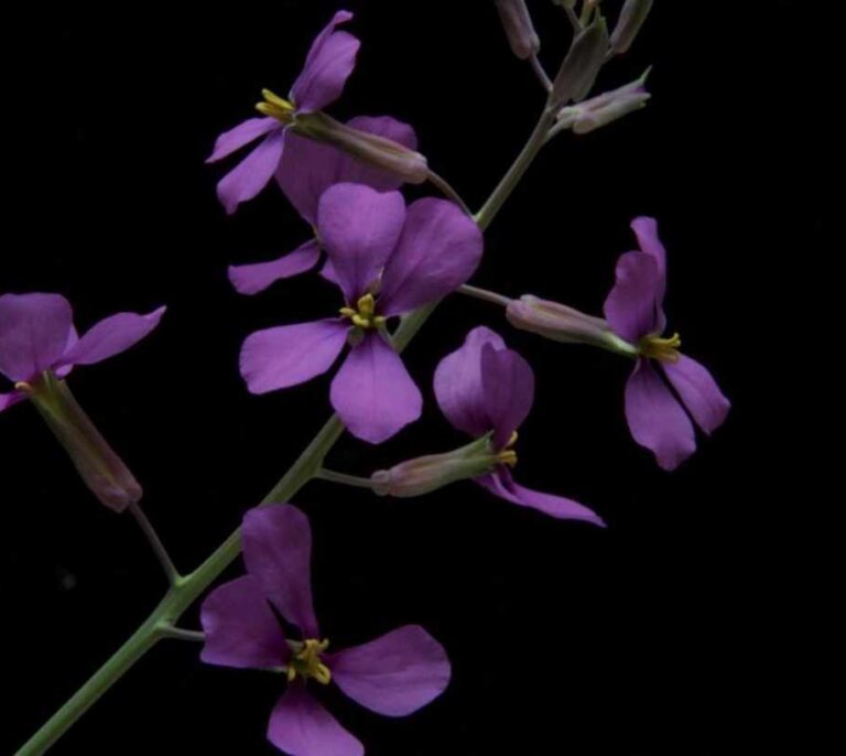 Las plantas reconocen a sus vecinas para florecer 'en familia'