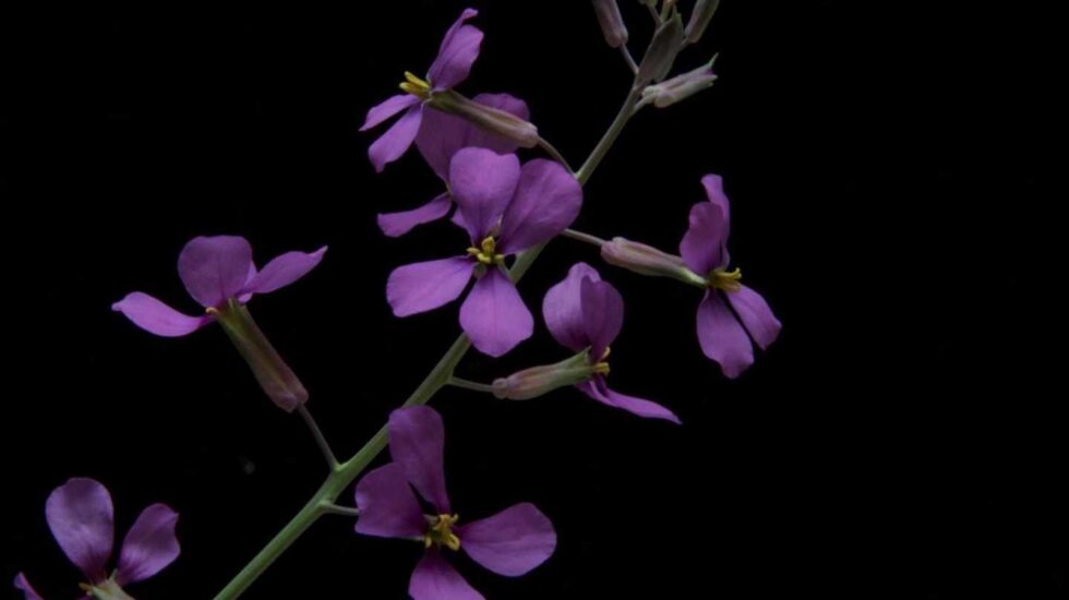 Flor de la moricandia o berza violeta