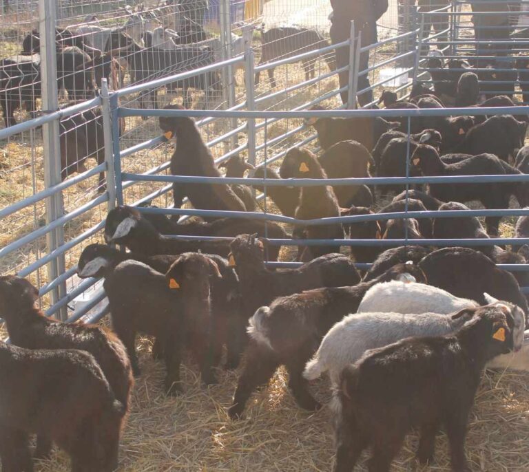 Un feroz ataque de lobos en Zamora deja una treintena de ovejas muertas