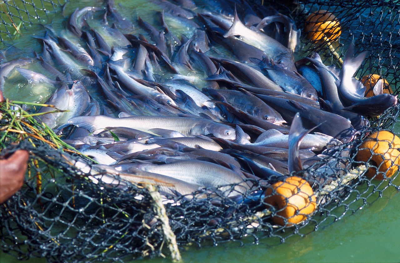 Captura de panga en el Mekong (Vietnam)