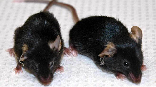 Ratón envejecido por una mutación y ratón rejuvenecido en laboratorio Ratón envejecido por una mutación y ratón rejuvenecido en laboratorio