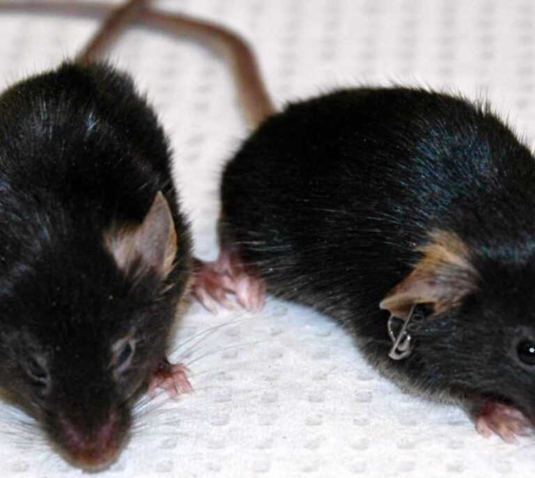 España utilizó en 2018 más de 836.000 animales para experimentación científica