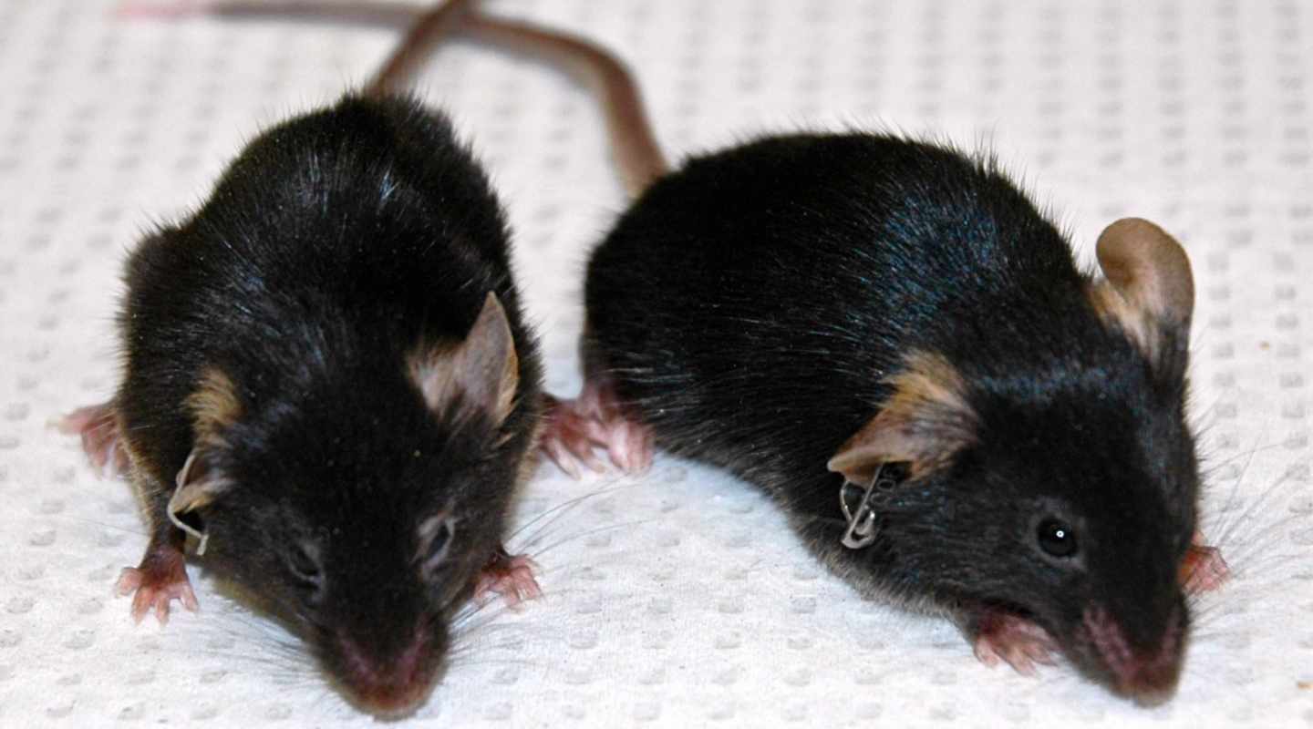 Ratón envejecido por una mutación y ratón rejuvenecido en laboratorio