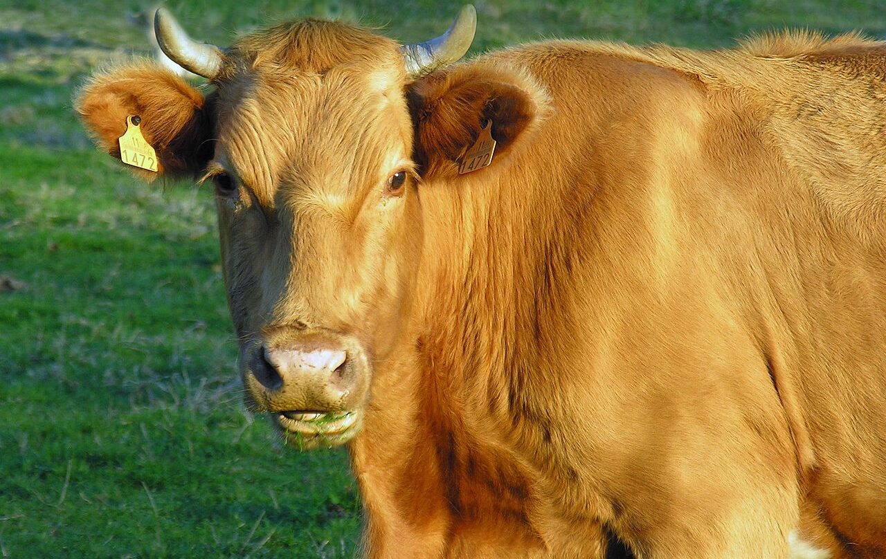 Un porcentaje de las vacas gallegas tienen el gen A2A2 que genera leche más digerible.