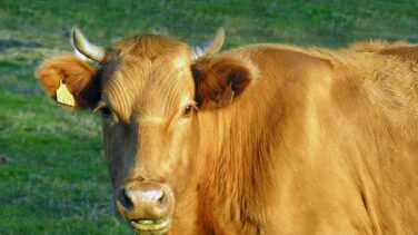 Hay una leche que no te sienta mal: el secreto está en los genes de la vaca