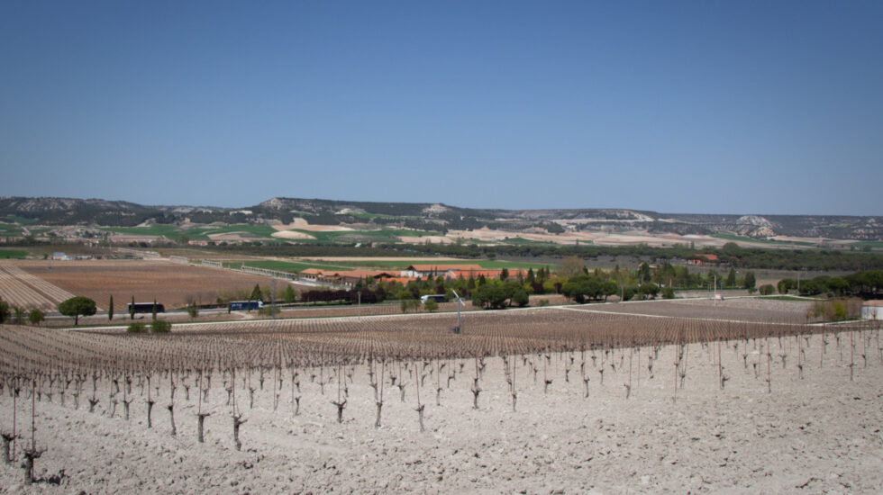 Viñedos de Vega Sicilia atravesados por la N-122.