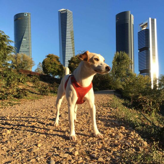 Pipper, el perro turista