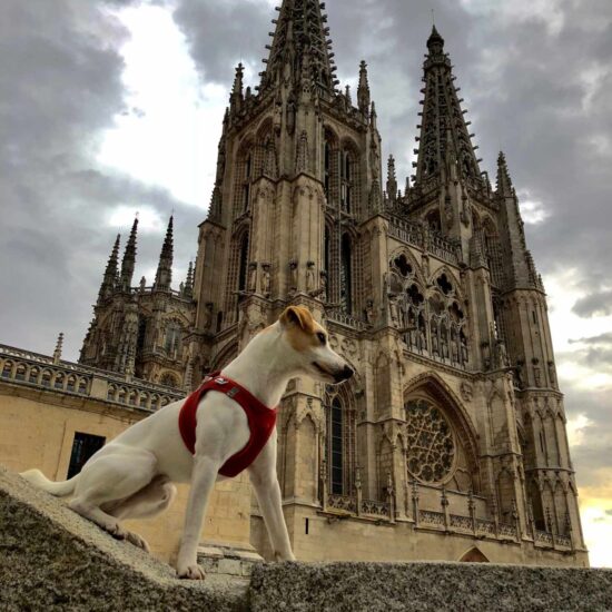 Pipper, el perro turista