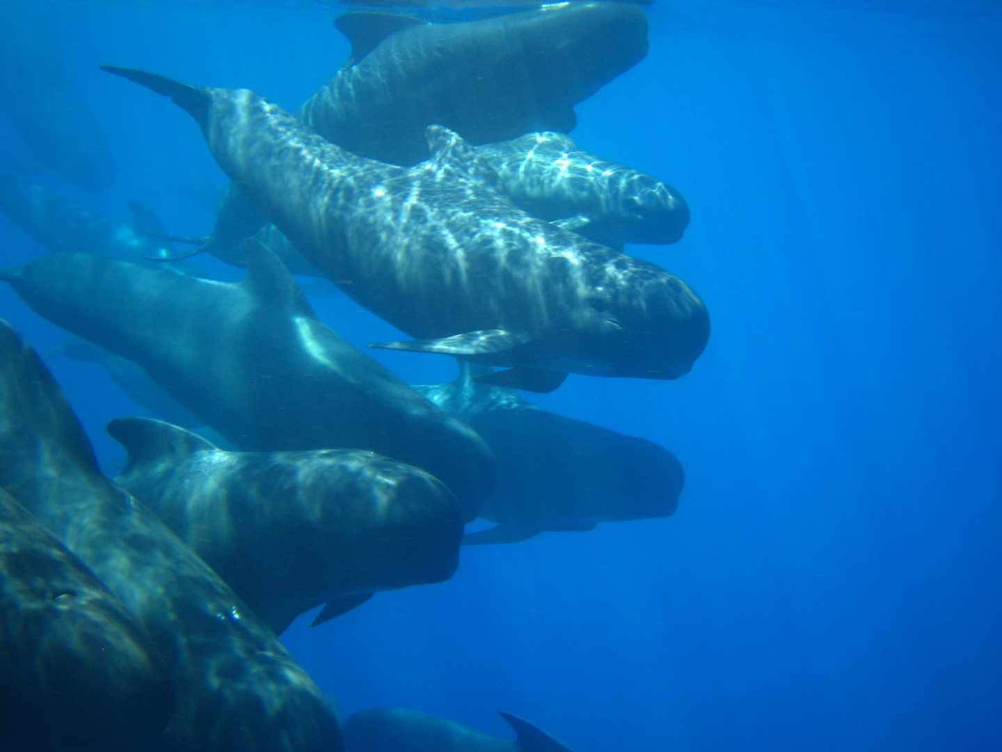 El corredor de cetáceos del Mediterráneo declarado Área Marina Protegida