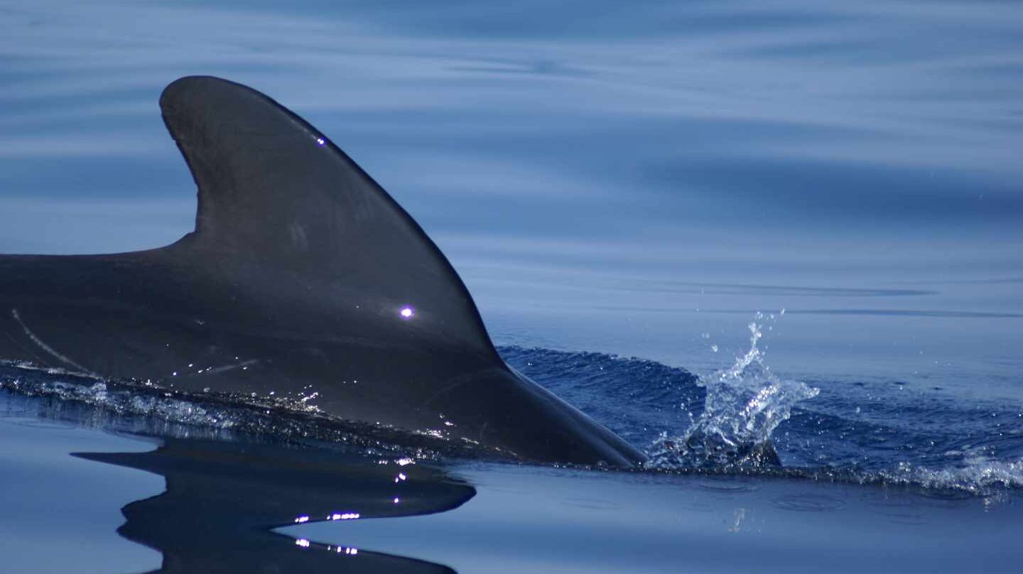 Viaje por la mayor 'autopista' de animales del Mar Mediterráneo