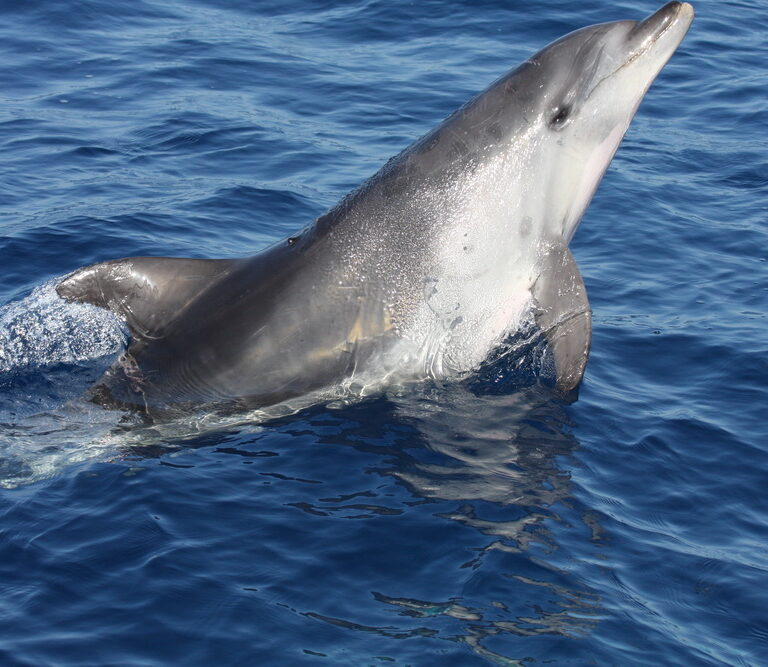 La Ertzaintza interviene en Vizcaya al detectar pesca ilegal de delfines