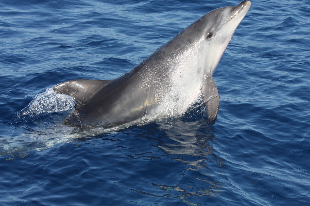 La Ertzaintza interviene en Vizcaya al detectar pesca ilegal de delfines