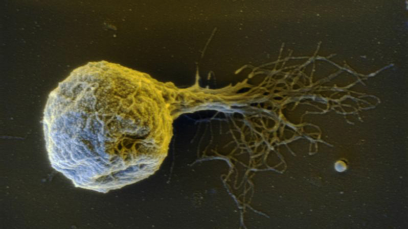 Methancaldococcus villosus, arquea compatible con algunas condiciones de Encélado