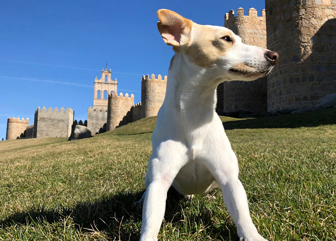 Pipper, el perro turista