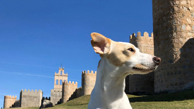 Pipper, el primer perro turista que dará la vuelta a España