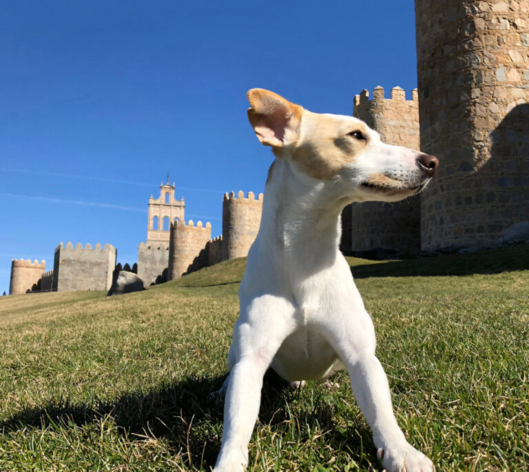 Pipper, el primer perro turista que dará la vuelta a España