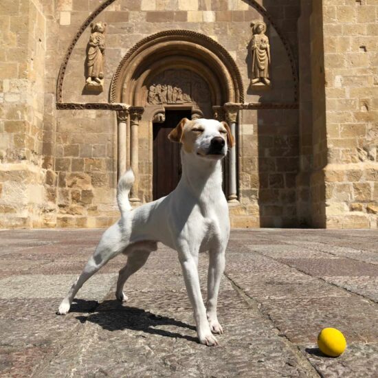 Pipper, el perro turista