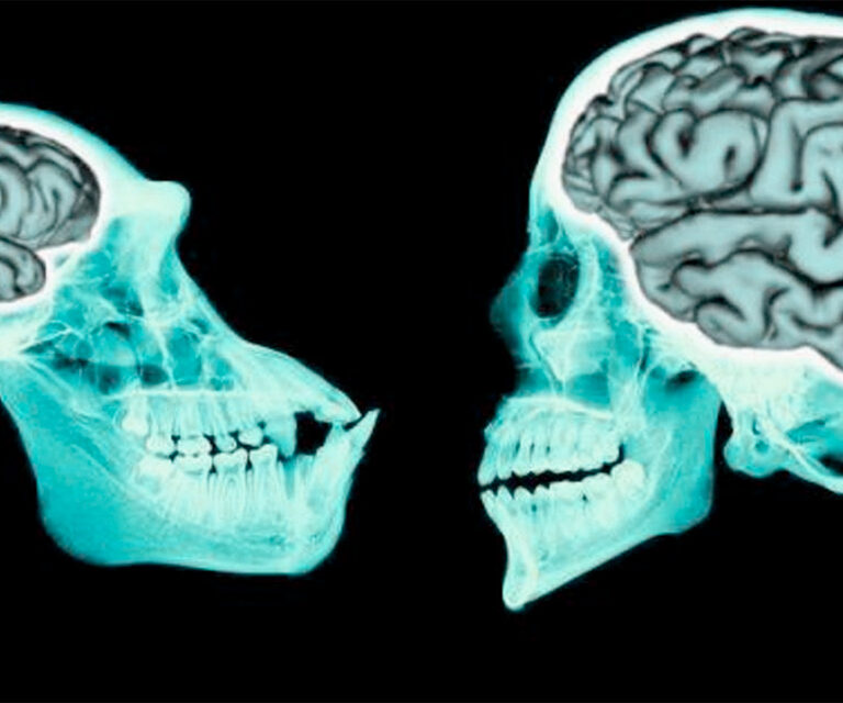 Descubren que nunca apareció un gen que nos hiciera inteligentes