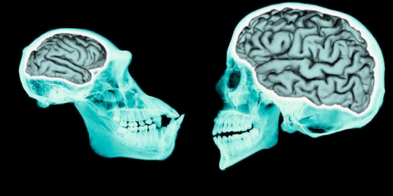 Comparación entre el cerebro de un chimpancé
