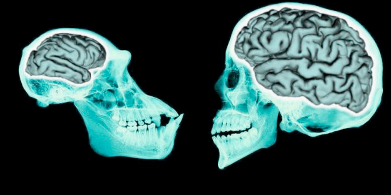 Descubren que no fue un gen lo que hizo al cerebro humano inteligente en la evolución