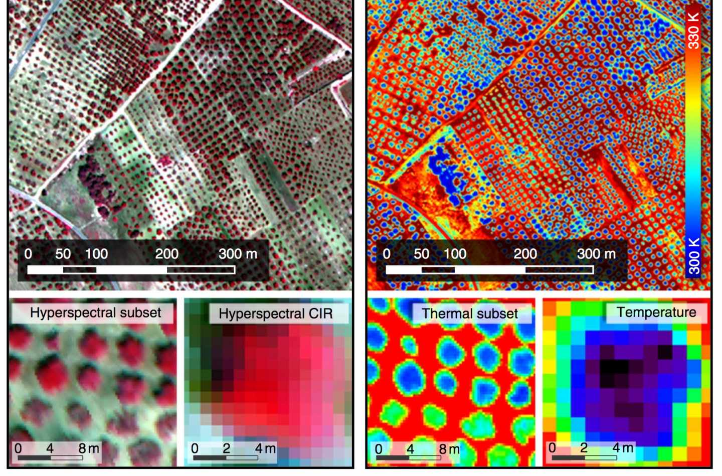 A la izquierda, imagen espectral. Árboles enfermos en rosa; emiten menos infrarrojo aunque a simple vista tengan las hojas verdes. A la derecha, imagen térmica. En azul, árboles "más fríos" enfermos. Abajo, construcción automática en 3D de los árboles según su flourescencia,