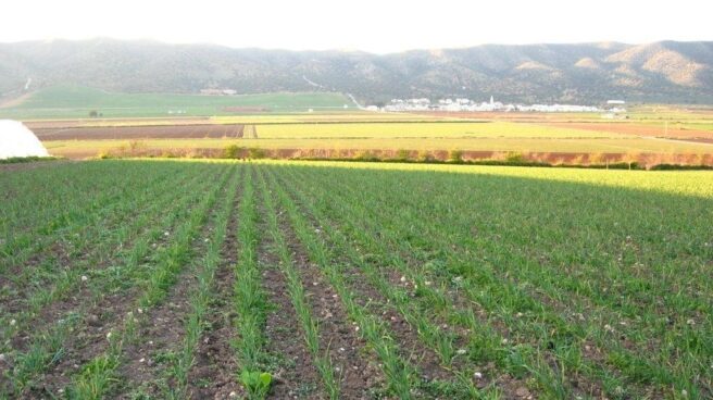 Producción ecológica en Andalucía.