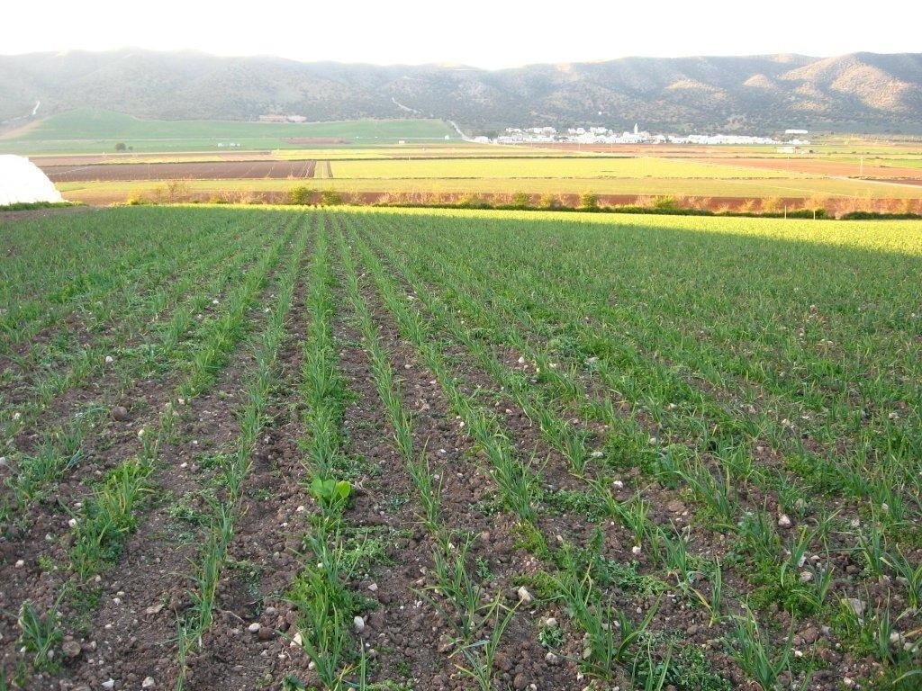 Producción ecológica en Andalucía.