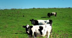 Los nuevos criterios de la Audiencia Nacional sobre fijación de precios ponen en riesgo las reclamaciones del caso de la leche