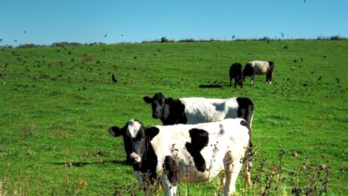 La primera sentencia por el ‘cártel de la leche’ reduce un 85% la indemnización a los ganaderos