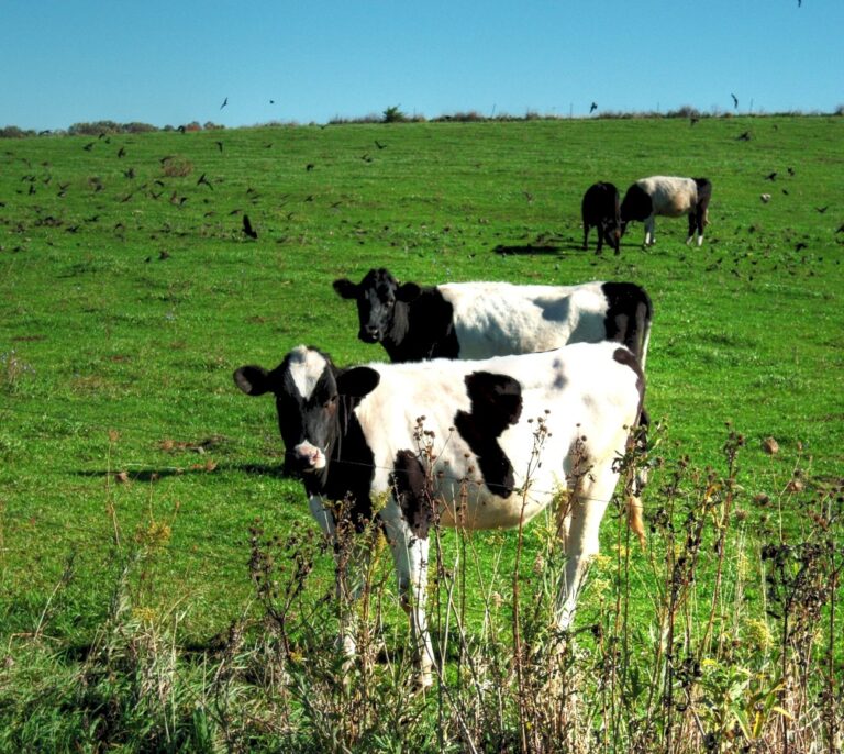Los nuevos criterios de la Audiencia Nacional sobre fijación de precios ponen en riesgo las reclamaciones del caso de la leche