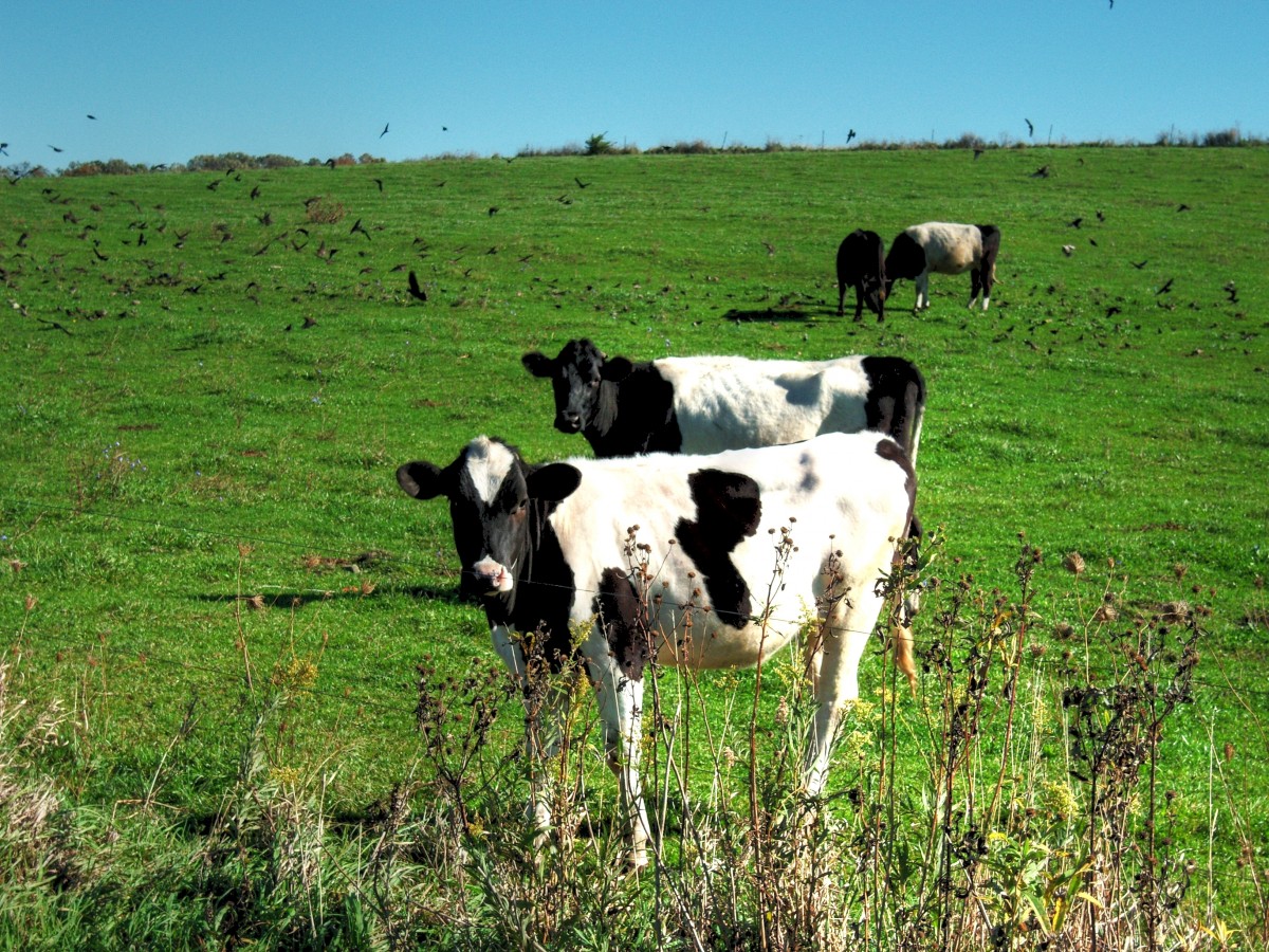 Vacas lecheras