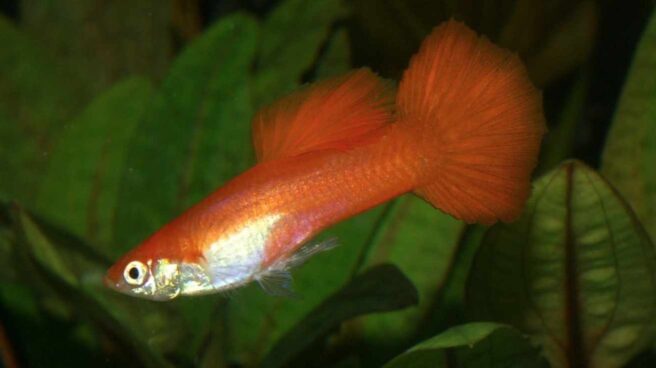 Peces domésticos cambian el color de sus ojos cuando se enfadan