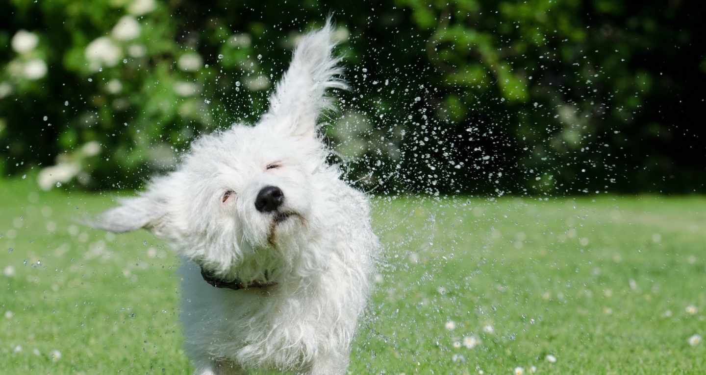 Un perro corriendo por un parque.