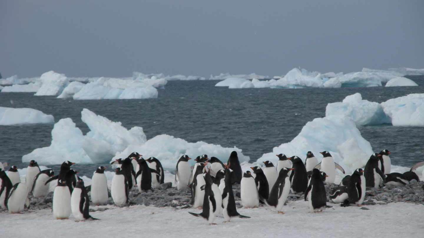 Pingüinos en la Antártida, testigos de excepción del cambio global