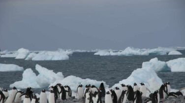 Pingüinos en la Antártida, testigos de excepción del cambio global