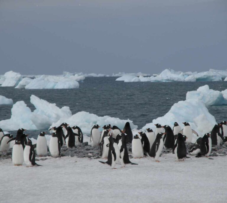 Pingüinos en la Antártida, testigos de excepción del cambio global