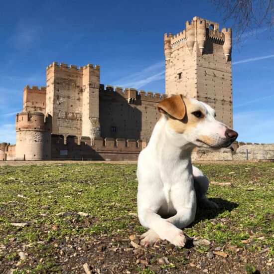 Pipper, el perro turista