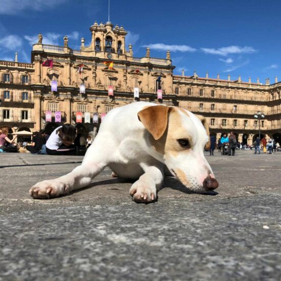 Pipper, el perro turista