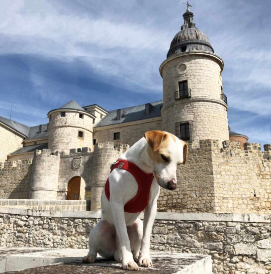 Pipper, el perro turista