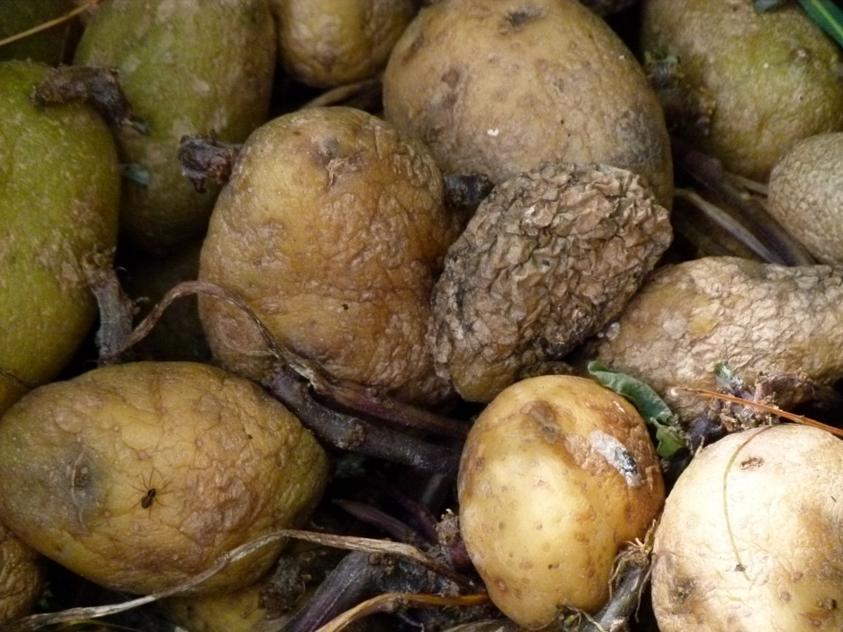 Patatas podridas. Los alimentos podridos son una de las principales categorías de lo que comúnmente nos da asco.