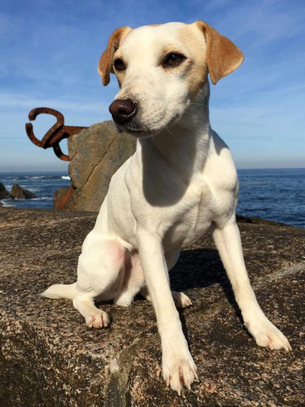 Pipper, el perro turista