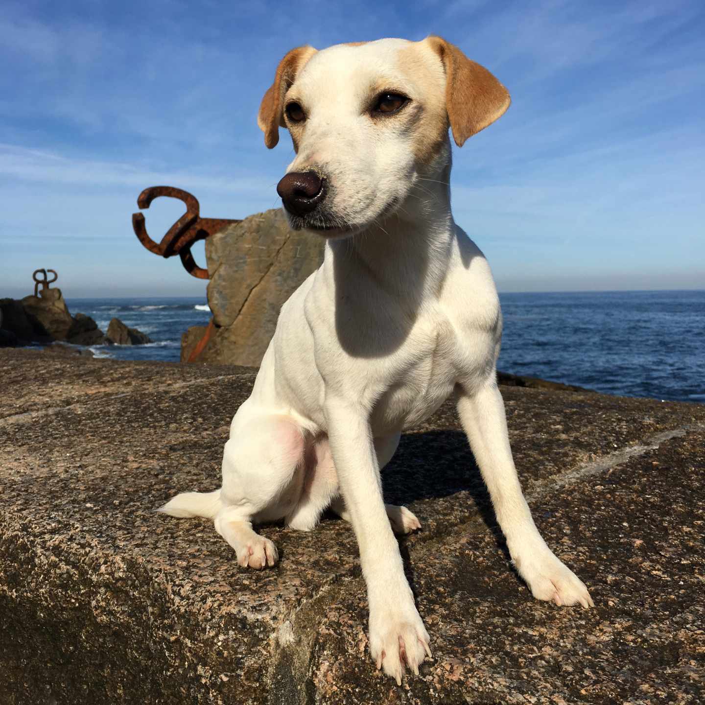 Pipper, el perro turista