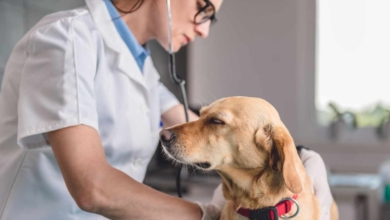 Por qué tu perro puede sufrir estrés, miedo y desorientación en la Noche de San Juan, según los veterinarios