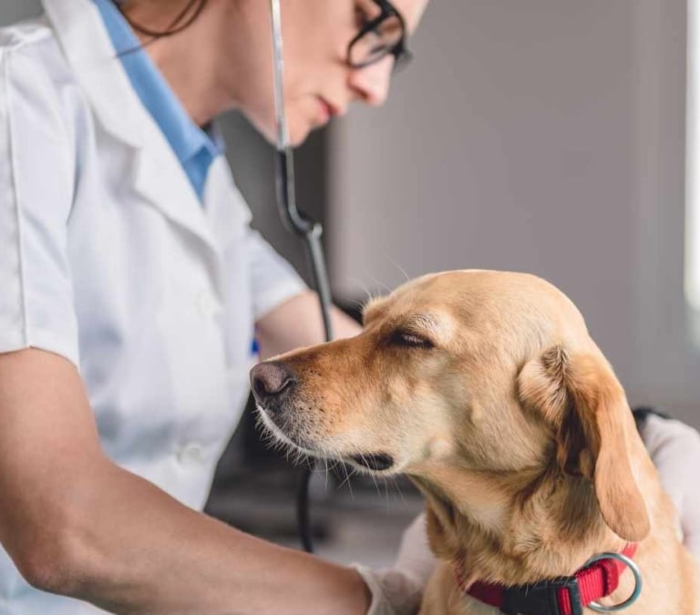 Por qué tu perro puede sufrir estrés, miedo y desorientación en la Noche de San Juan, según los veterinarios
